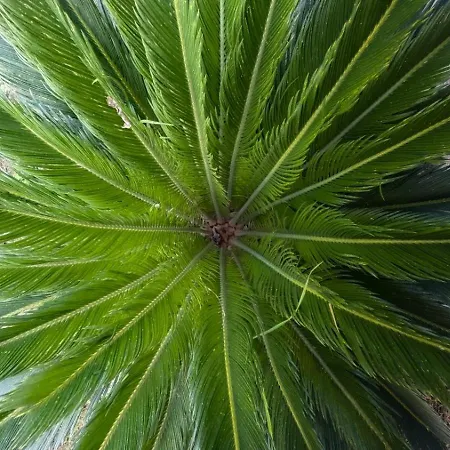 Idamax 2 *